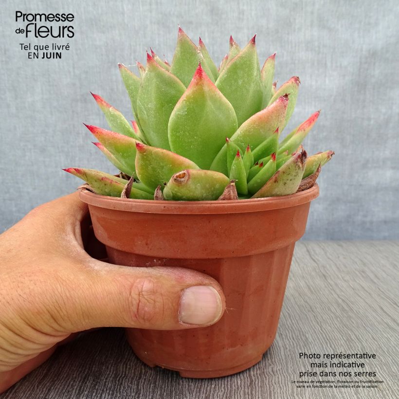 Example of Echeveria agavoides Ebony - Echeverie Topf 12 cm / 13 cm as you get in ete