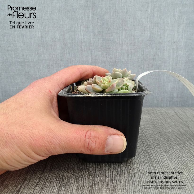 Example of Echeveria elegans Rose - Echeverie Kleine Töpfe von 8/9 cm as you get in hiver