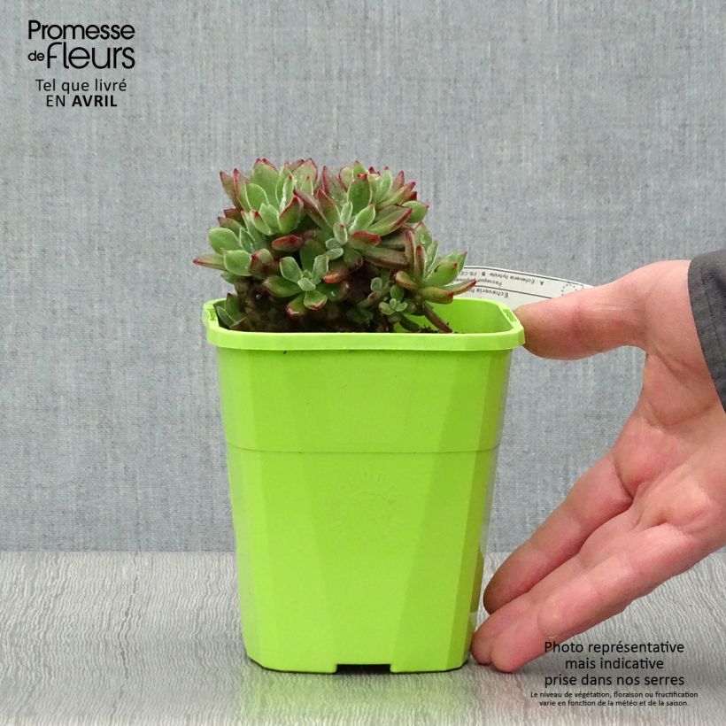 Example of Echeveria Devotion - Echeverie Topf mit 3L/4L as you get in printemps