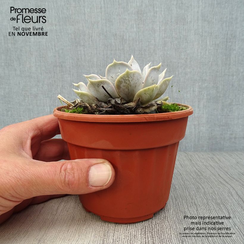 Example of Echeveria lilacina - Echeverie Topf mit 1,5L/2L as you get in automne