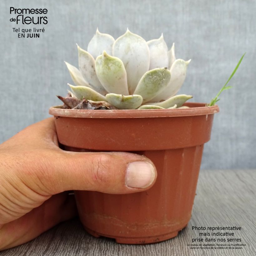 Exemplar von Echeveria lilacina - Echeverie Topf mit 1,5L/2L wie im Sommer geliefert