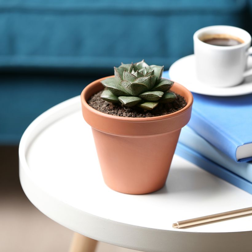 Echeveria purpusiorum - Echeverie (Wuchs)