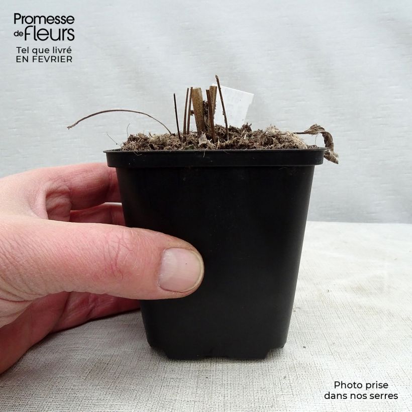 Exemplar von Echinacea purpurea Aloha - Sonnenhut Kleine Töpfe von 8/9 cm wie im Winter geliefert