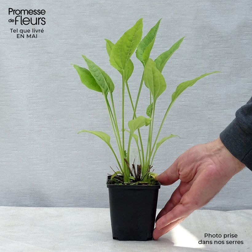 Exemplar von Echinacea purpurea Aloha - Sonnenhut Kleine Töpfe von 8/9 cm wie im Frühjahr geliefert