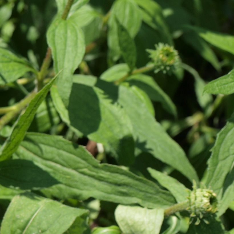 Echinacea Art's Pride - Scheinsonnenhut (Foliage)