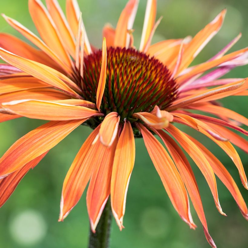 Echinacea Art's Pride - Scheinsonnenhut (Flowering)