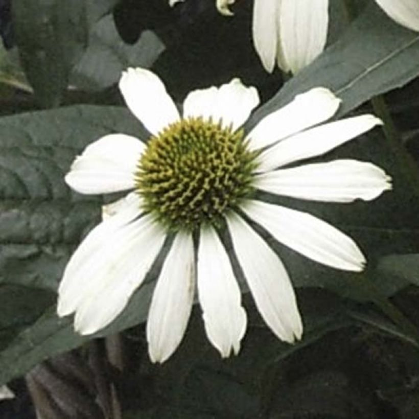 Echinacea purpurea Virgin - Sonnenhut (Flowering)