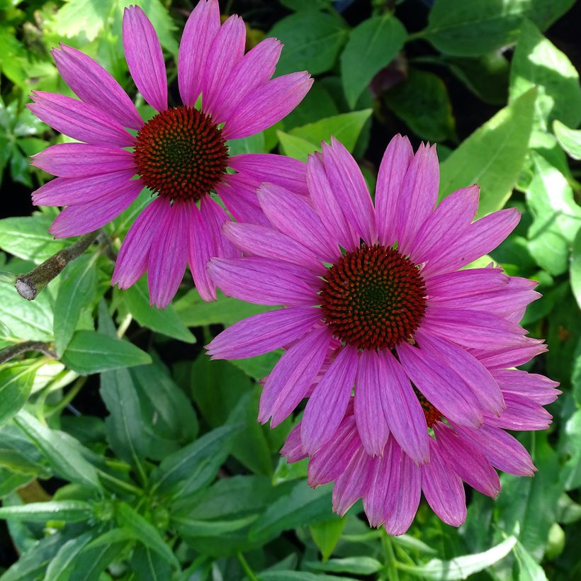Echinacea purpurea Avalanche - Sonnenhut (Flowering)