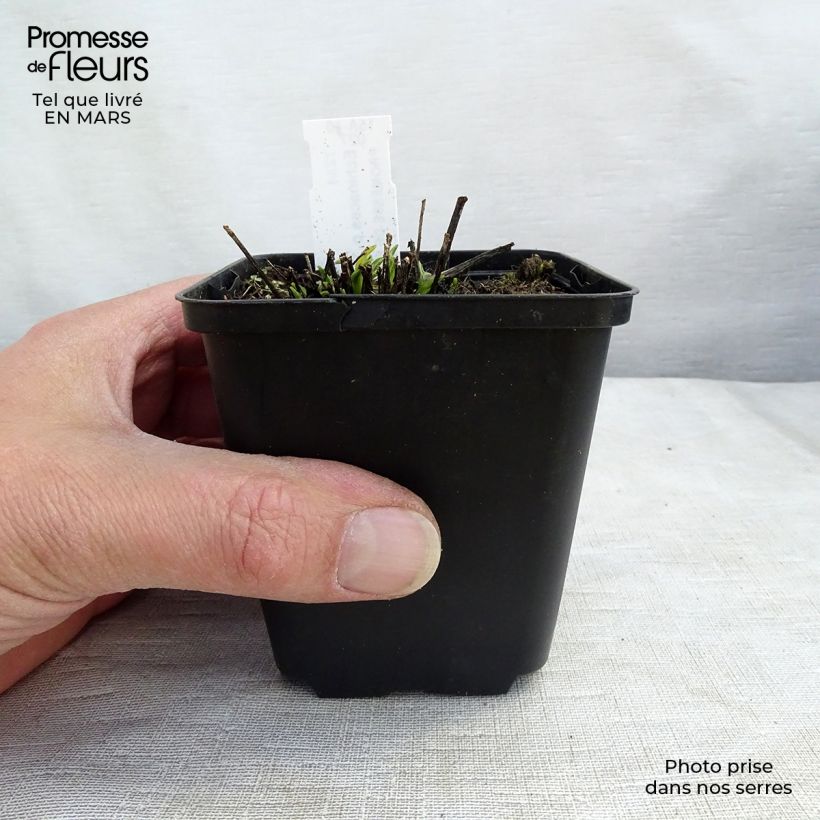 Exemplar von Echinacea purpurea Avalanche - Sonnenhut Kleine Töpfe von 8/9 cm wie im Winter geliefert