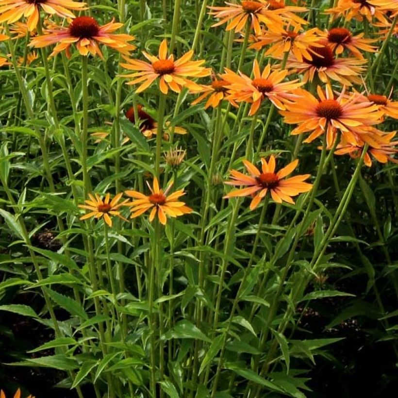 Echinacea Big Kahuna - Scheinsonnenhut (Foliage)