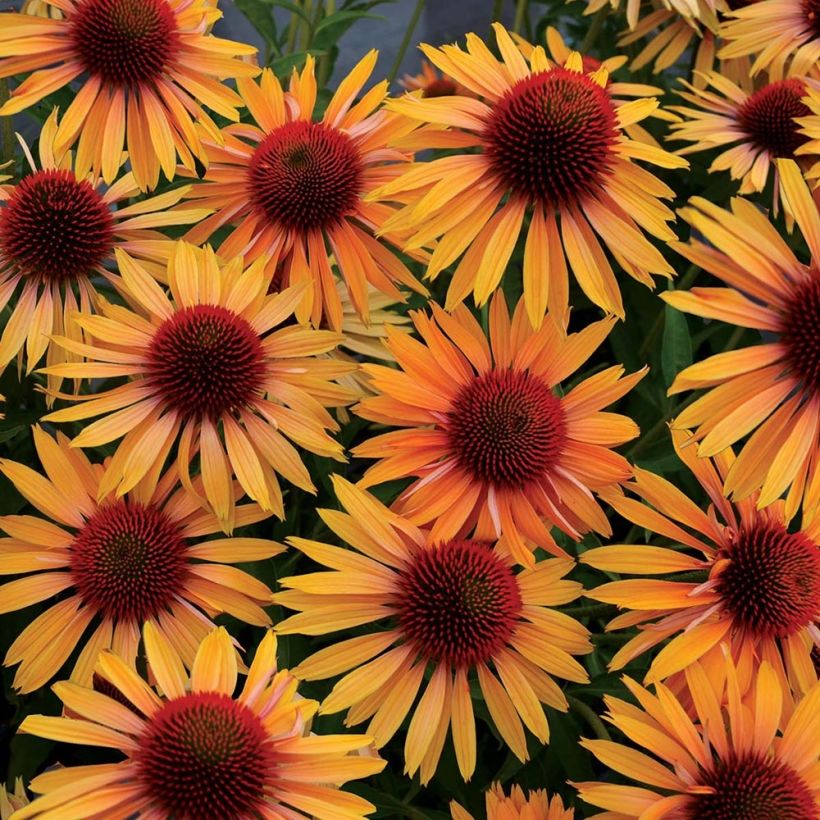 Echinacea Big Kahuna - Scheinsonnenhut (Flowering)