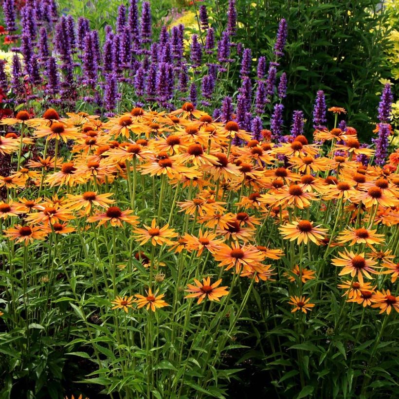 Echinacea Big Kahuna - Scheinsonnenhut (Plant habit)