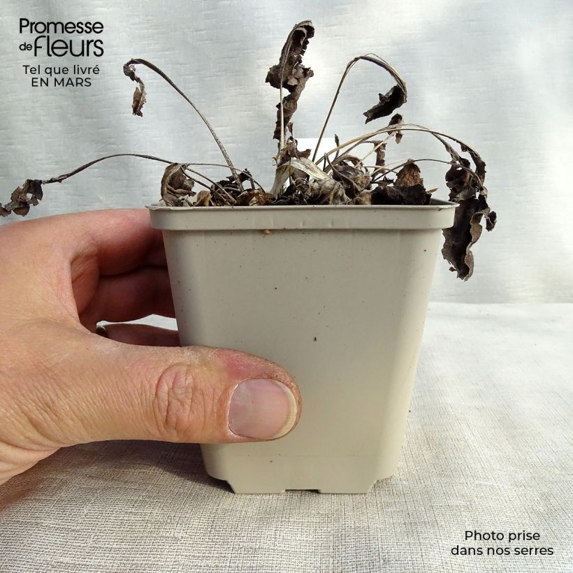 Exemplar von Echinacea Big Kahuna - Scheinsonnenhut Kleine Töpfe von 8/9 cm wie im Frühjahr geliefert