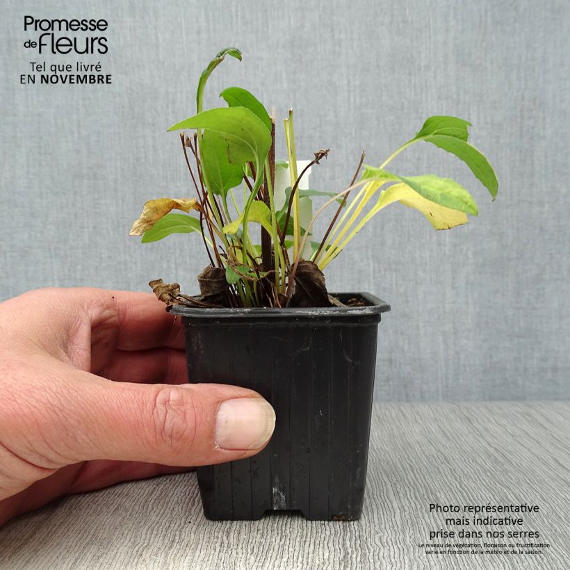 Example of Echinacea purpurea Butterfly Kisses - Sonnenhut Kleine Töpfe von 8/9 cm as you get in automne