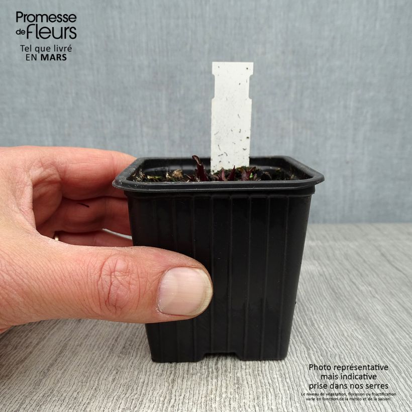 Exemplar von Echinacea purpurea Butterfly Kisses - Sonnenhut Kleine Töpfe von 8/9 cm wie im Frühjahr geliefert