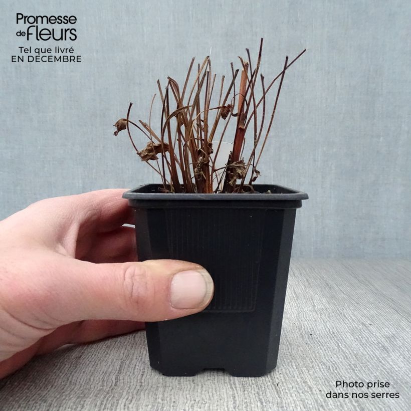 Exemplar von Echinacea purpurea Butterfly Kisses - Sonnenhut Kleine Töpfe von 8/9 cm wie im Winter geliefert