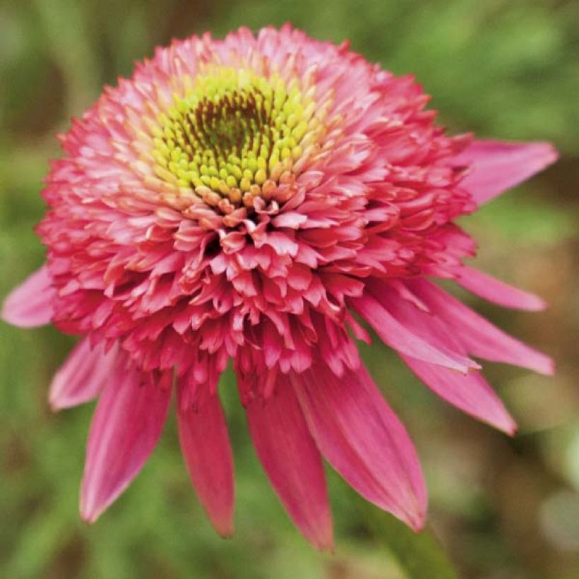 Echinacea purpurea Catharina - Sonnenhut (Flowering)