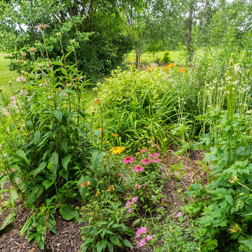 Echinacea purpurea Cheyenne Spirit - Sonnenhut (Plant habit)