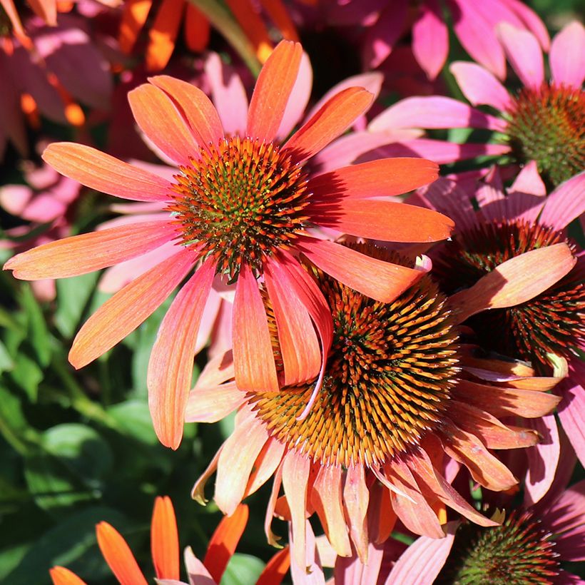 Echinacea purpurea Cheyenne Spirit - Sonnenhut (Flowering)