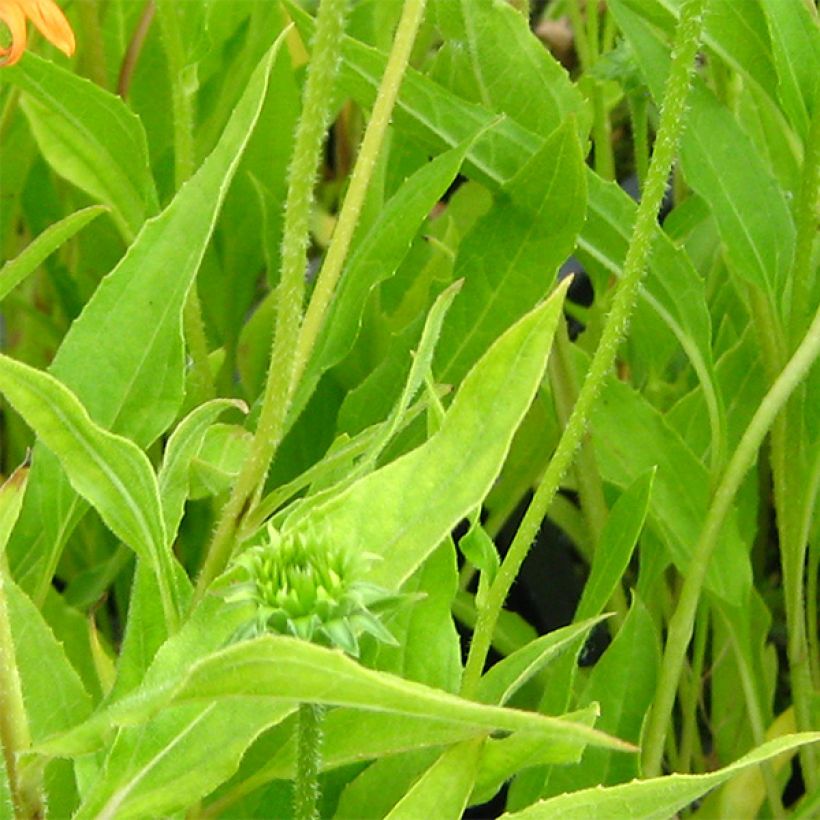 Echinacea purpurea Colourburst Orange - Sonnenhut (Foliage)