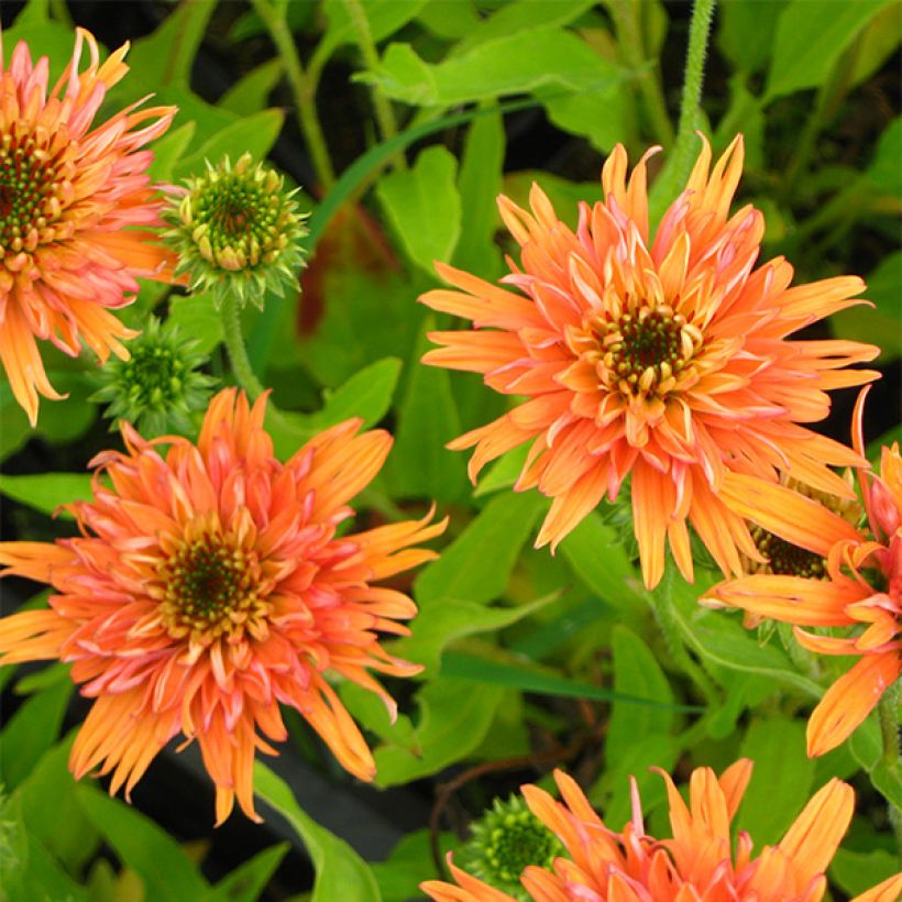 Echinacea purpurea Colourburst Orange - Sonnenhut (Flowering)