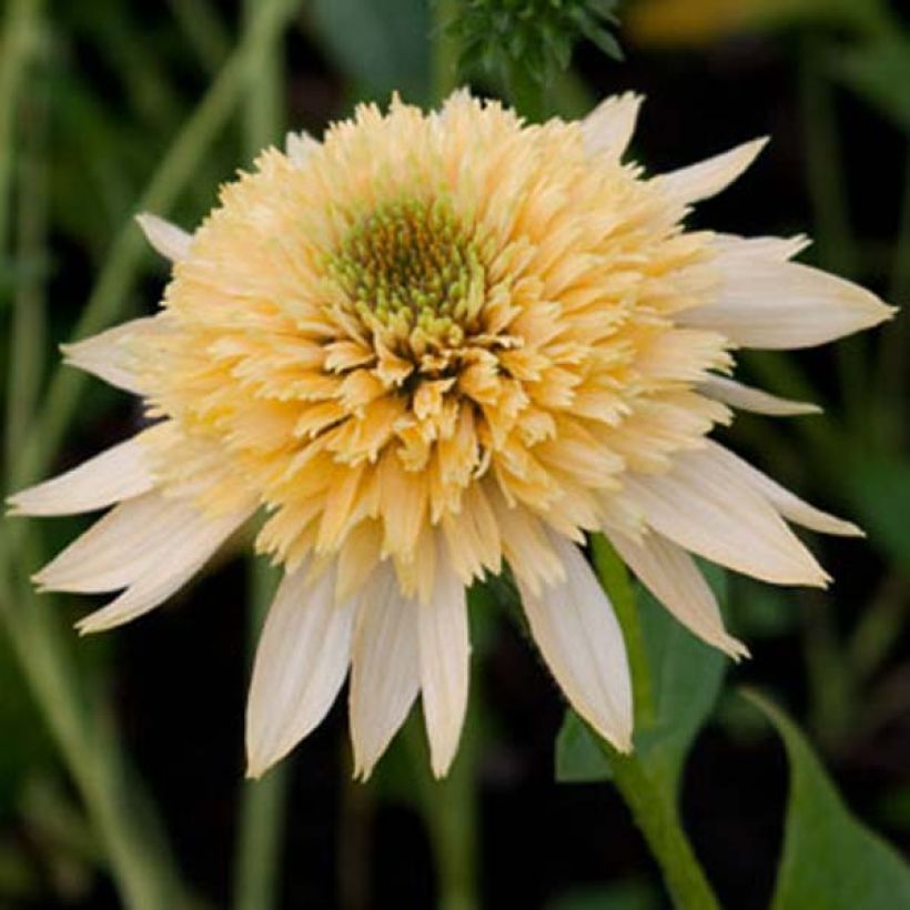 Echinacea purpurea Coupe Soleil - Sonnenhut (Flowering)