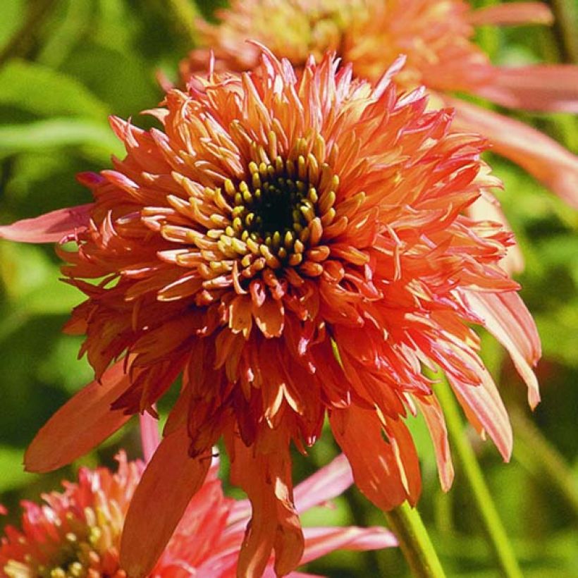 Echinacea purpurea Cranberry Cupcake - Sonnenhut (Flowering)