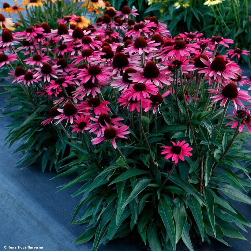 Echinacea Dark Shadows Wicked - Scheinsonnenhut (Plant habit)