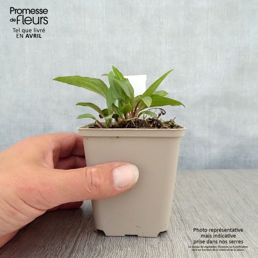 Exemplar von Echinacea purpurea Eccentric - Sonnenhut Kleine Töpfe von 8/9 cm wie im Frühjahr geliefert