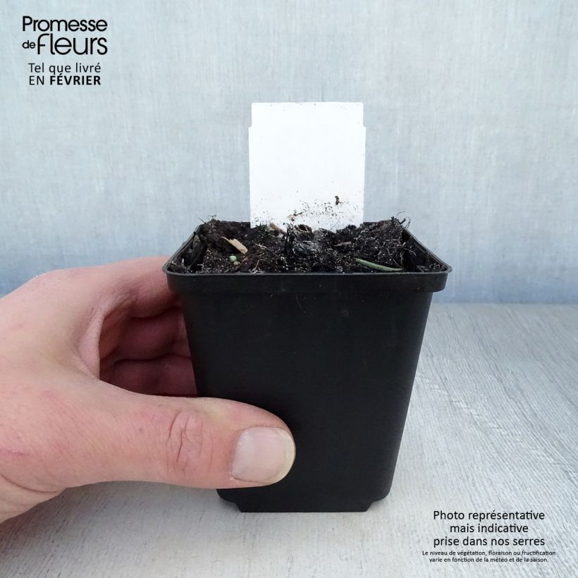 Exemplar von Echinacea purpurea Fatal Attraction - Sonnenhut Kleine Töpfe von 8/9 cm wie im Winter geliefert