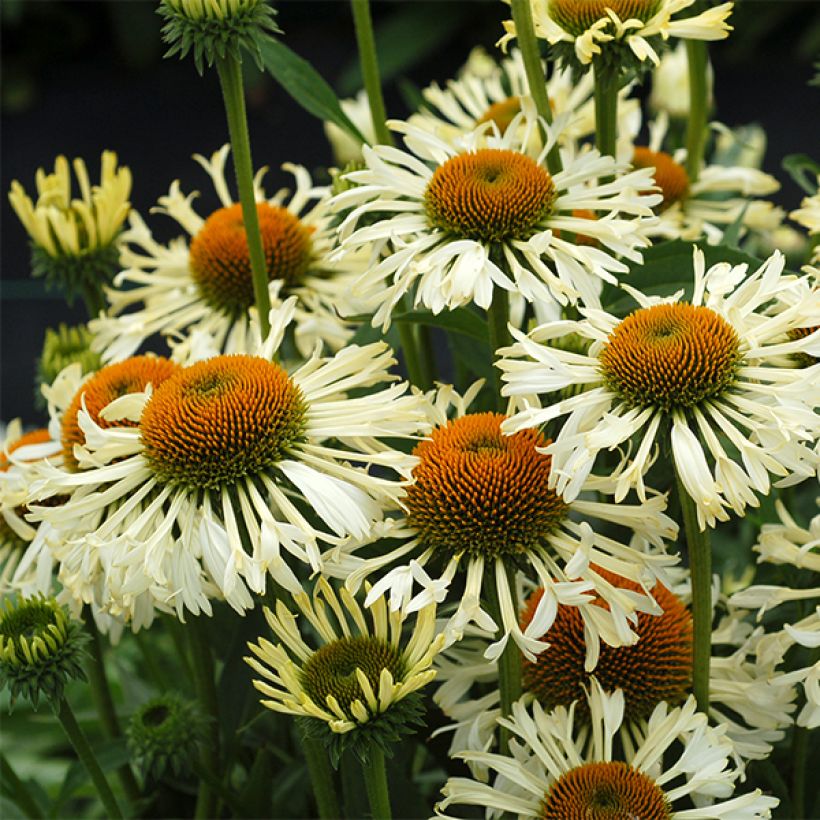Echinacea purpurea Ferris Wheels - Sonnenhut (Flowering)
