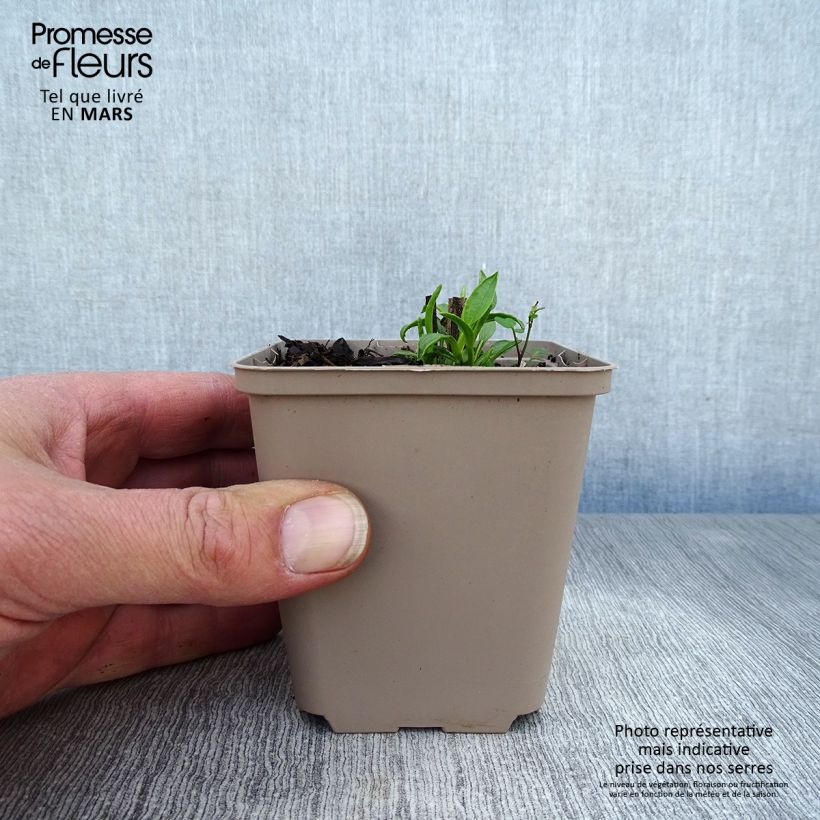 Exemplar von Echinacea purpurea Ferris Wheels - Sonnenhut Kleine Töpfe von 8/9 cm wie im Frühjahr geliefert