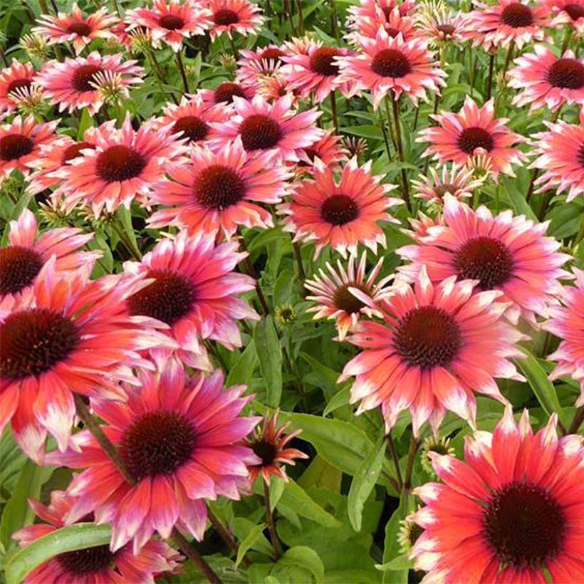 Echinacea Supreme Flamingo - Scheinsonnenhut (Flowering)