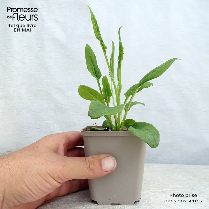 Exemplar von Echinacea purpurea Fragrant Angel - Sonnenhut Kleine Töpfe von 8/9 cm wie im Frühjahr geliefert