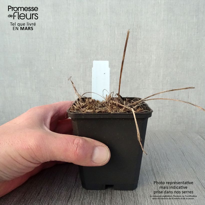 Exemplar von Echinacea purpurea Funky White - Sonnenhut Kleine Töpfe von 8/9 cm wie im Frühjahr geliefert