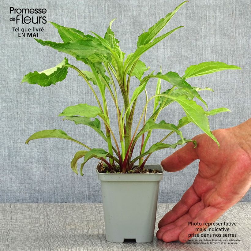 Exemplar von Echinacea purpurea Green Envy - Sonnenhut Kleine Töpfe von 8/9 cm wie im Frühjahr geliefert