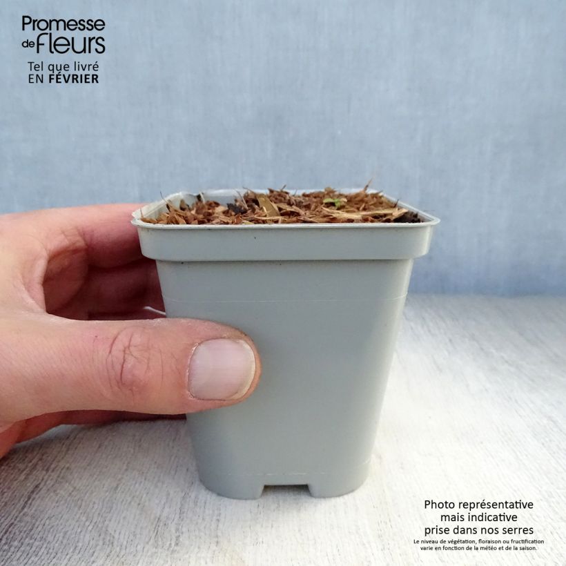 Exemplar von Echinacea purpurea Green Jewel - Sonnenhut Kleine Töpfe von 8/9 cm wie im Winter geliefert