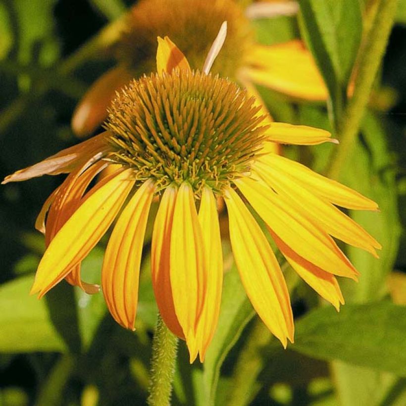 Echinacea purpurea Harvest Moon - Sonnenhut (Flowering)