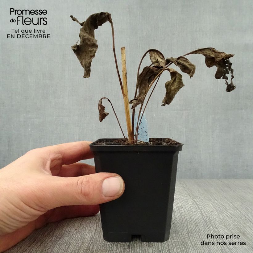 Exemplar von Echinacea purpurea Harvest Moon - Sonnenhut Kleine Töpfe von 8/9 cm wie im Winter geliefert