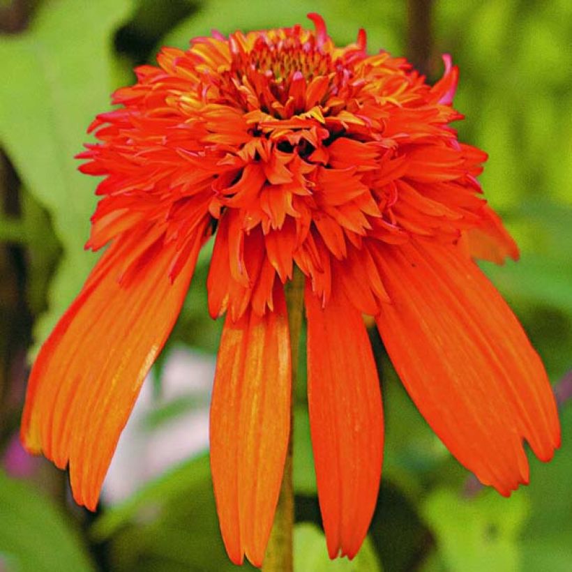 Echinacea purpurea Hot Papaya - Sonnenhut (Flowering)