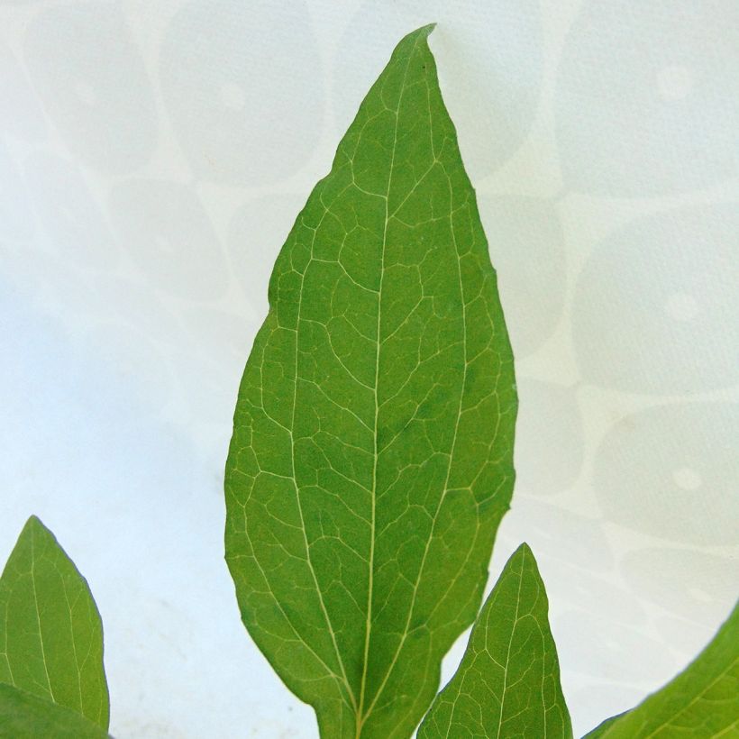 Echinacea purpurea Hot Summer - Sonnenhut (Foliage)