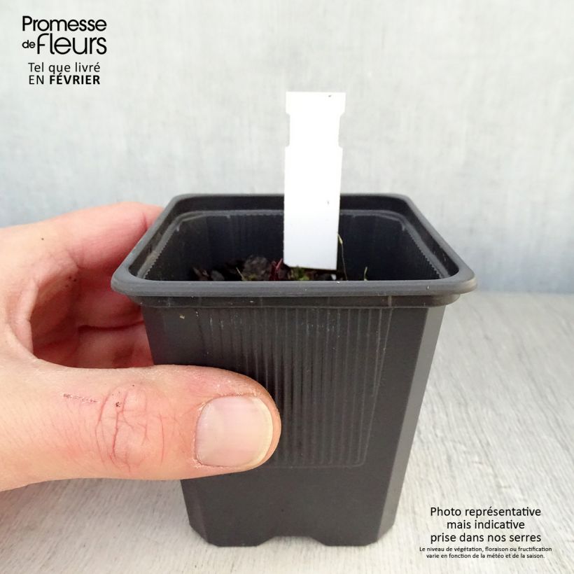 Exemplar von Echinacea purpurea Hot Summer - Sonnenhut Kleine Töpfe von 8/9 cm wie im Winter geliefert