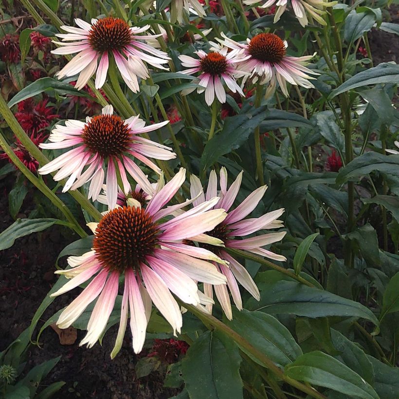 Echinacea JS Engeltje Pretty Parasols - Scheinsonnenhut (Blüte)