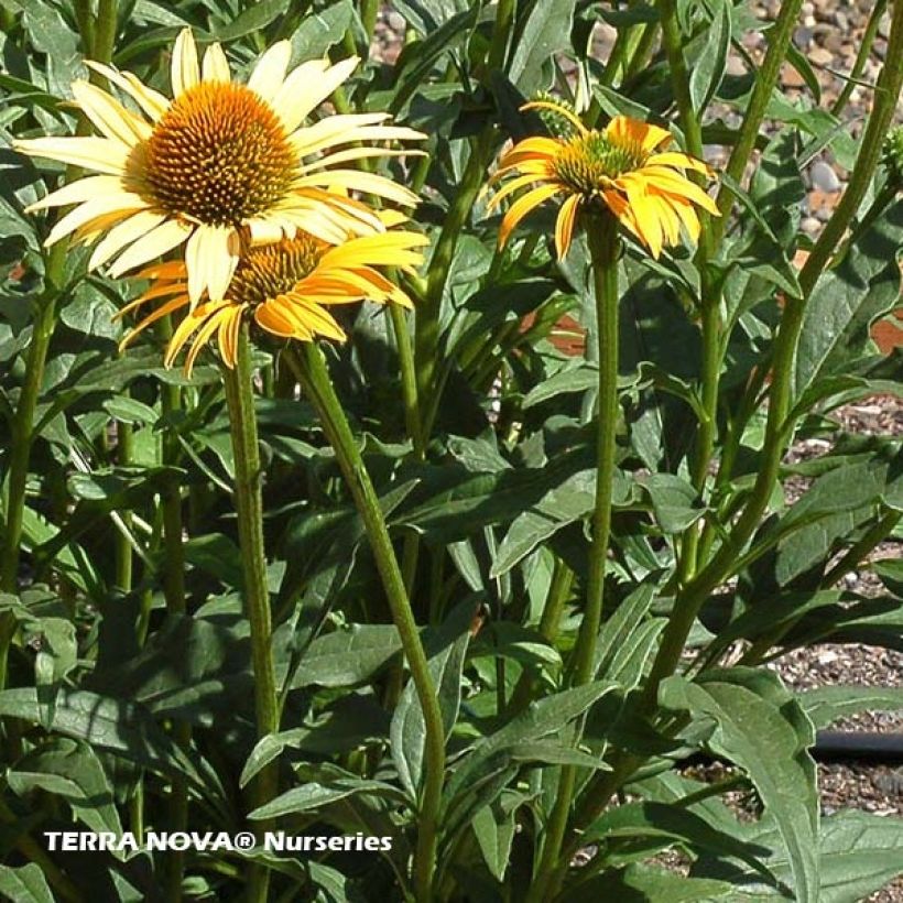 Echinacea purpurea Mac 'n' Cheese - Sonnenhut (Foliage)