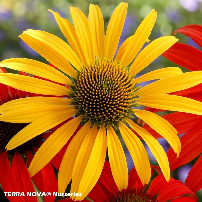 Echinacea purpurea Mac 'n' Cheese - Sonnenhut (Flowering)