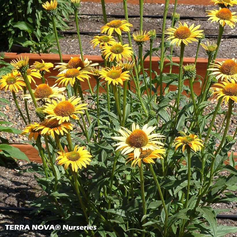 Echinacea purpurea Mac 'n' Cheese - Sonnenhut (Plant habit)