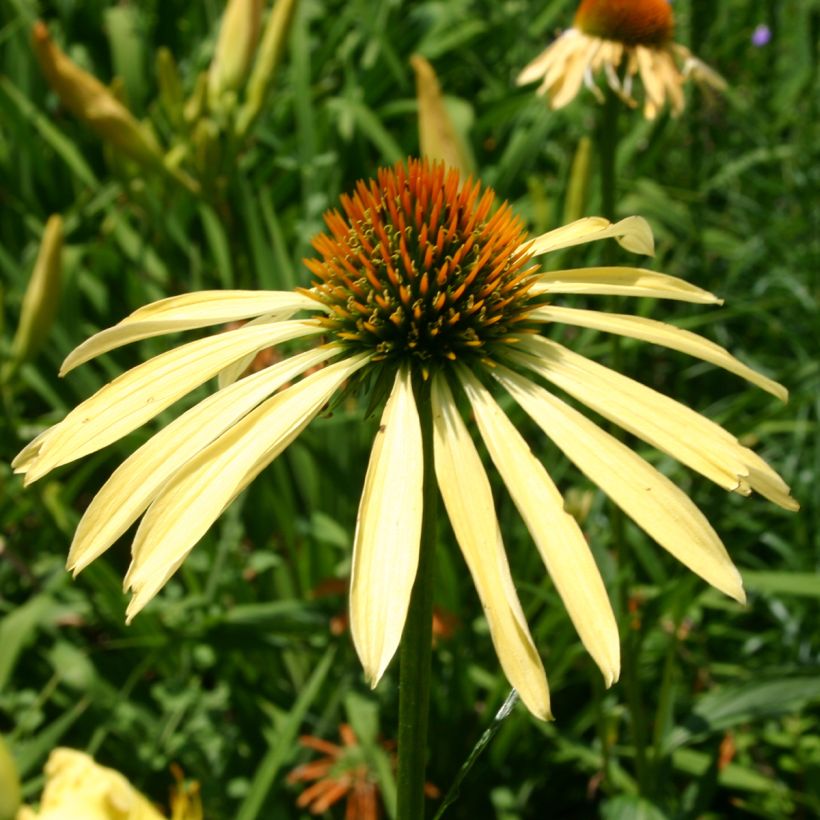 Echinacea purpurea Mango Medowbrite - Sonnenhut (Flowering)