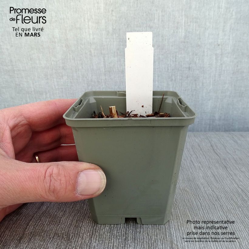 Exemplar von Echinacea purpurea Marmalade - Sonnenhut Kleine Töpfe von 8/9 cm wie im Winter geliefert