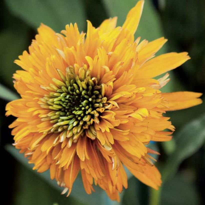 Echinacea purpurea Marmalade - Sonnenhut (Flowering)
