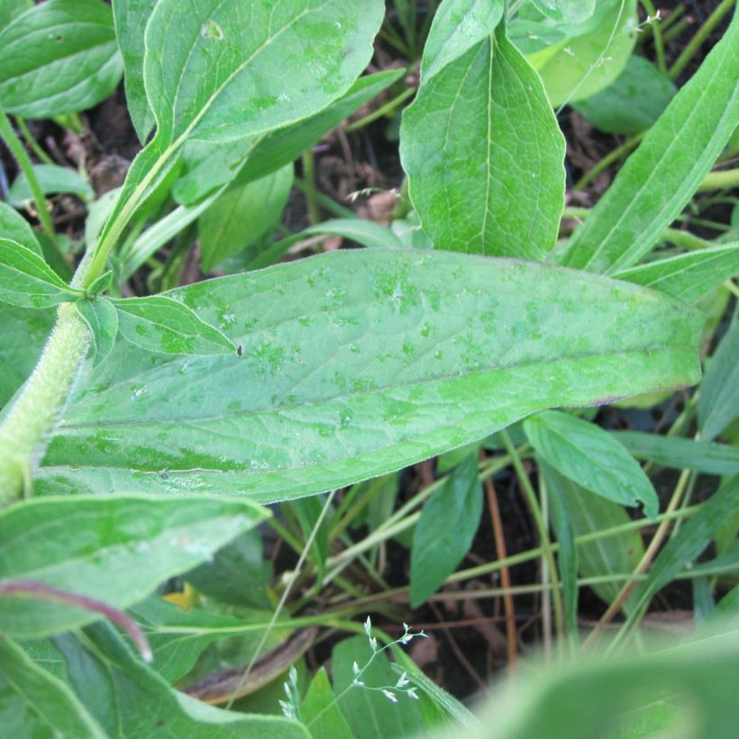 Echinacea purpurea Mozarella - Sonnenhut (Foliage)